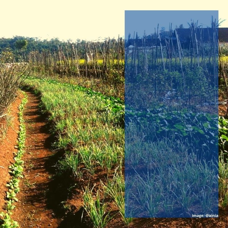 Konsep Hidup Petani Konsep Hidup Petani